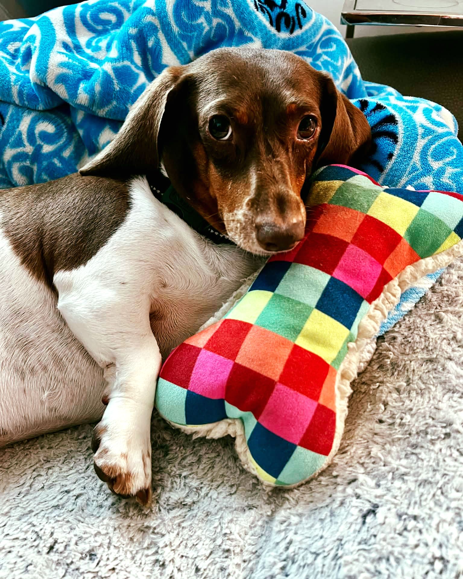 Dachshund cuddling with a colorful patchwork pillow