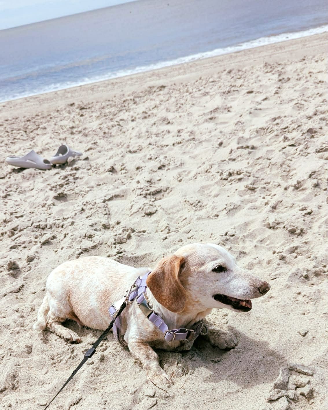 Daisy