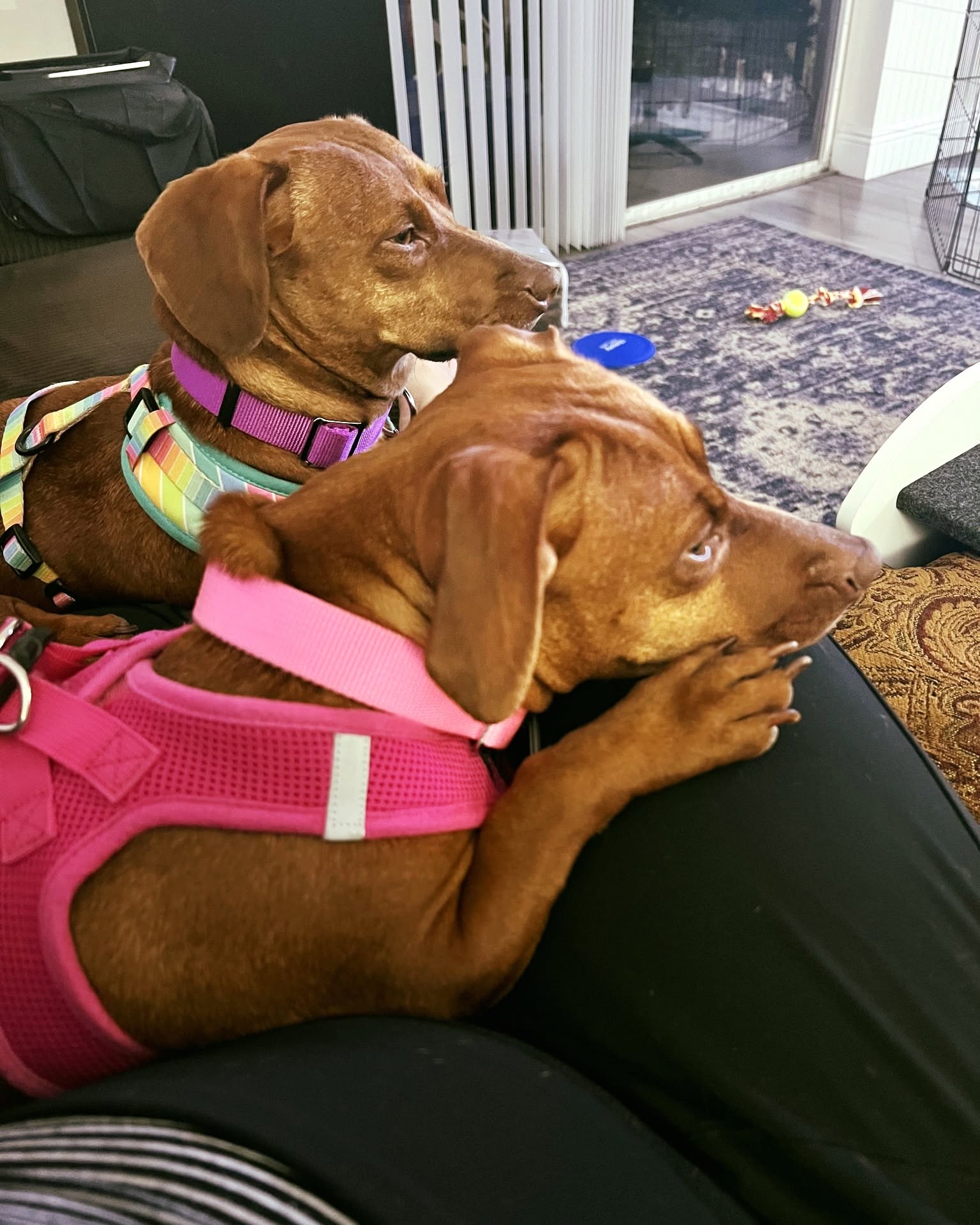 Little Paws Dachshund Rescue on Instagram