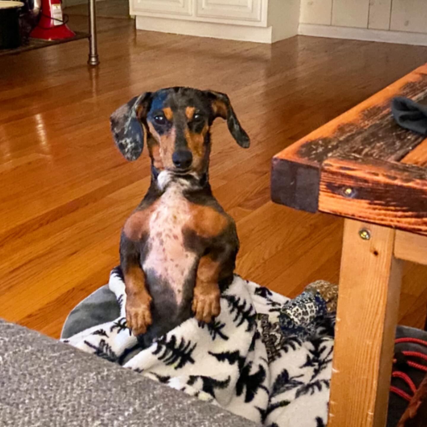 Little Paws Dachshund Rescue on Instagram