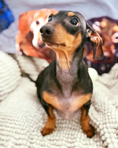 Little Paws Dachshund Rescue on Instagram