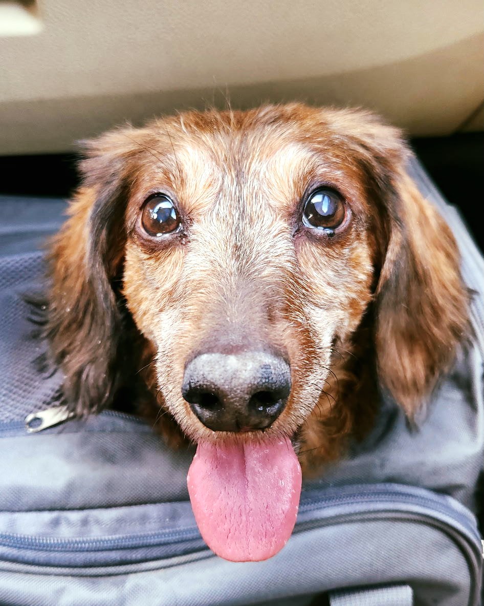 Little Paws Dachshund Rescue on Instagram