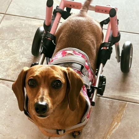 Little Paws Dachshund Rescue on Instagram