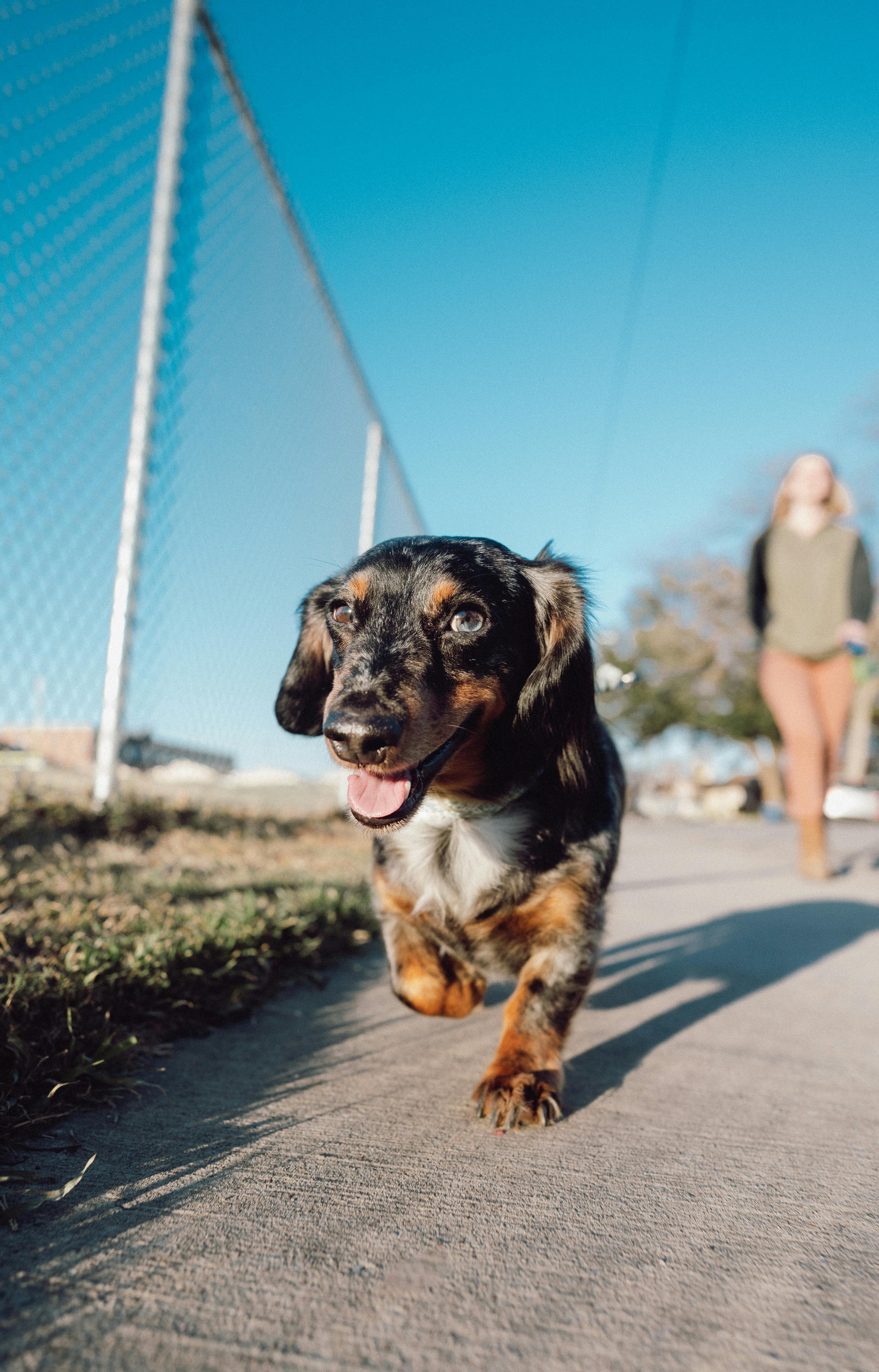 A dachshund ready for adoption through Little Paws Dachshund Rescue