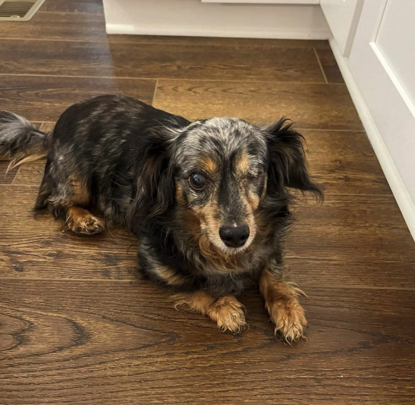 A senior dachshund available for adoption through the Long on Love program